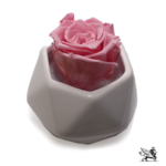 moonflower_single_rose